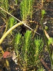 Myriophyllum simulans