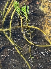 Myriophyllum simulans