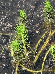 Myriophyllum simulans