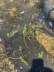Myriophyllum simulans
