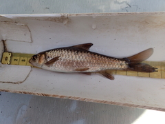 Labeobarbus marequensis