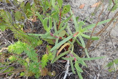 Carpobrotus deliciosus