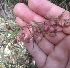 Lasiopetalum rufum