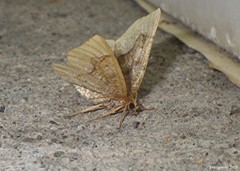 Metarranthis hypochraria