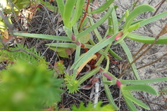 Carpobrotus deliciosus