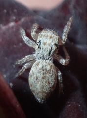 Salticidae