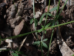 Galium binifolium