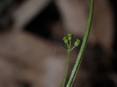 Galium binifolium