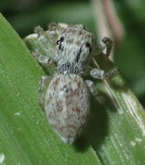 Salticidae