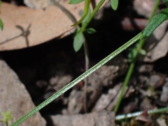 Galium binifolium