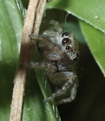Salticidae