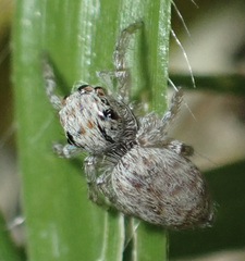 Salticidae