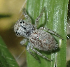 Salticidae