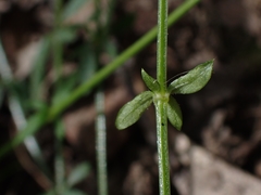Galium binifolium