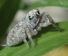 Salticidae