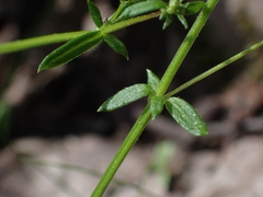 Galium binifolium