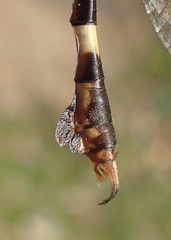 Paragomphus sabicus