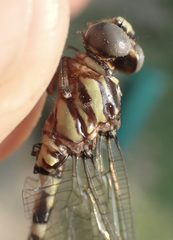 Paragomphus sabicus