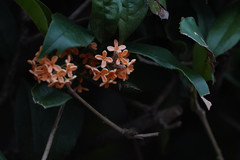 Osmanthus fragrans aurantiacus