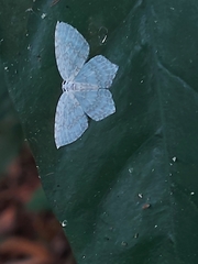 Leucodrepana serratilinea