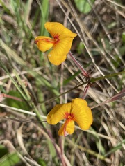 Platylobium infecundum