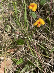 Platylobium infecundum