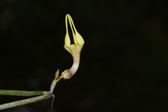 Ceropegia juncea