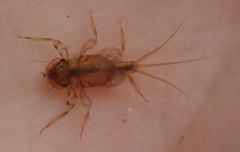 Tricorythidae