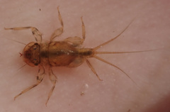 Tricorythidae
