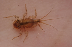 Tricorythidae
