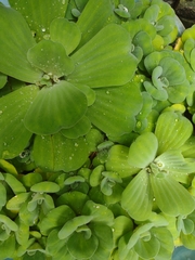 Pistia