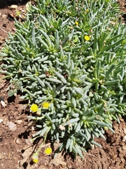 Crassothonna capensis