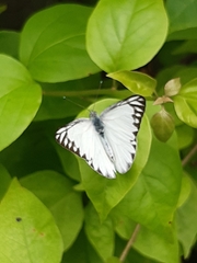 Appias libythea