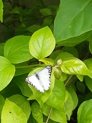 Appias libythea