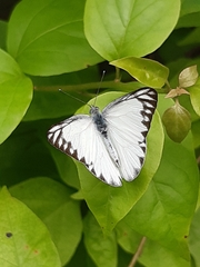 Appias libythea