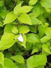 Appias libythea