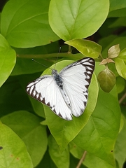 Appias libythea