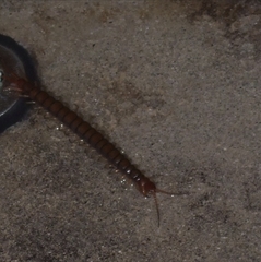 Scolopendra subspinipes