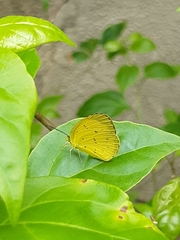 Eurema hecabe
