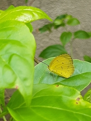 Eurema hecabe