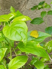 Eurema hecabe