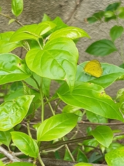 Eurema hecabe