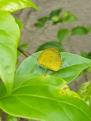 Eurema hecabe