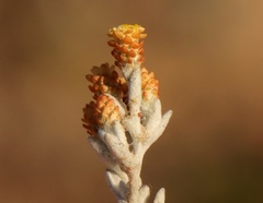 Helichrysum tinctum