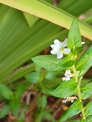 Cuphea hyssopifolia