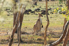 Osphranter antilopinus