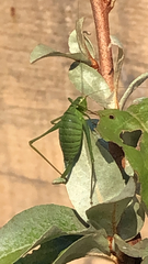 Leptophyes punctatissima