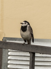 Motacilla alba
