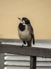 Motacilla alba