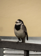 Motacilla alba